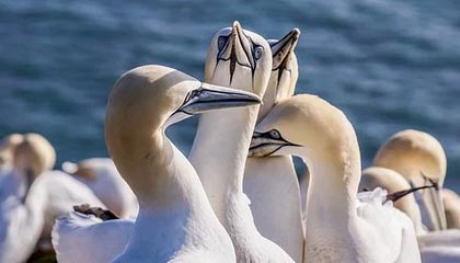 开云-加拿大男篮横扫勇士，戈贝尔绝境逆转：一场篮球盛宴的传奇逆转