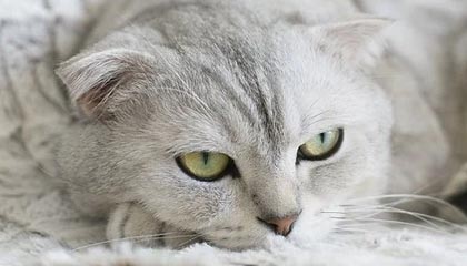 开云-BRO逆转JDG！Zeus神助攻引爆全场，S11最燃逆袭瞬间揭秘