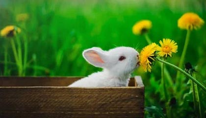 开云-BRO逆转JDG！Zeus神助攻引爆全场，S11最燃逆袭瞬间揭秘